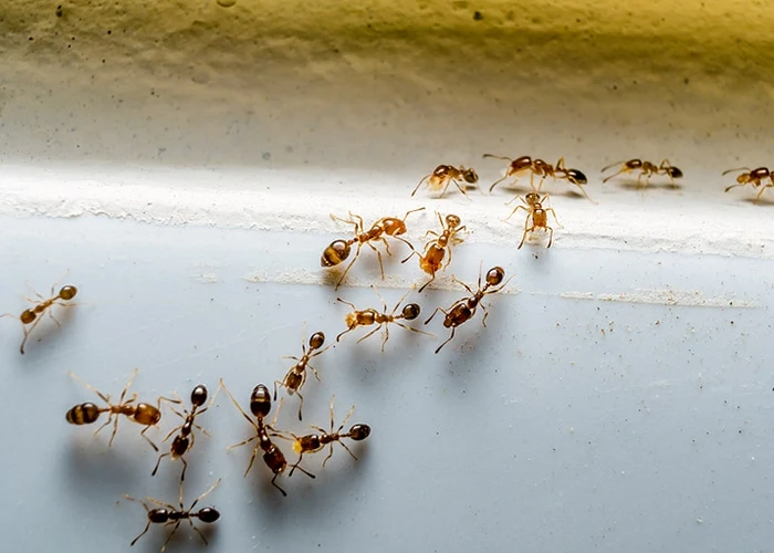 Ant Exterminator Charleston SC